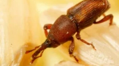 Barn weevil a spôsoby, ako s ním